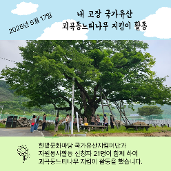 괴곡동느티나무 